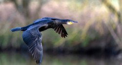 Cormoran