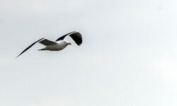 Oiseau en vol