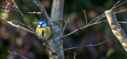 Mésange