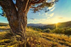 Landscape libre de droit