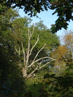 St-Perreux, campagne, arbre mort