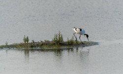 Balade en Brière