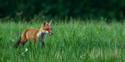 Renard marais Saint-Perreux